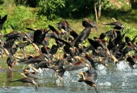 কোন পাখিটিকে স্পর্শ করার সাথে সাথেই মারা যায়?