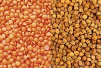 এবার-মসুর-ডালের-কেজি-৭২-টাকা-অনুমোদন-সরকারের