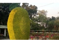  হাজার হাজার মানুষের ভিড় ২১ ফুট লম্বা ‘কাঁঠাল’ দেখতে!