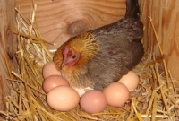 ডিম আগে না মুরগি আগে? সহজ সমাধান দিলেন বিজ্ঞানীরা