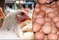 আজ-হঠাৎ-ডিম-ও-ব্রয়লার-মুরগির-দর-কত-হলো-জানেন-