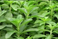 স্টেভিয়াকে বলা হয় প্রাকৃতিক চিনি! কিন্তু কেন জানেন?