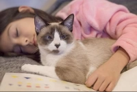 পৃথিবীতে বিড়াল না থাকলে কি হবে, জানেন?