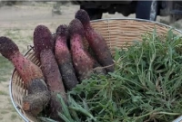 এই মাশরুমের কেজি ৩০০০০ টাকা!