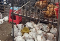 ঝালকাঠির মানুষ বিপাকে পড়েছেন মুরগি নিয়ে!