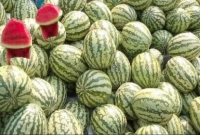 তরমুজ মিষ্টি হবে কিনা বুঝার উপায়