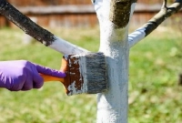 গাছের গুঁড়িতে সাদা রং করার পিছনে রয়েছে চমকপ্রদ কারণ