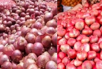 পেঁয়াজ রফতানি নিয়ে যে নতুন সিদ্ধান্ত নিল ভারত 