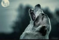 জানলে অবাক হবেন, কেন গভীর রাতে কুকুরেরা চিৎকার করে