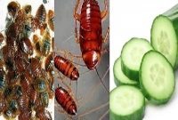 শসা দিয়ে মাত্র ৫ মিনিটে তাড়ান ঘরের সব ছারপোকা ও তেলাপোকা