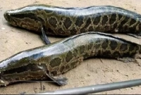 এই মাছটি দেখলেই সঙ্গে সঙ্গে মেরে ফেলার নির্দেশ!