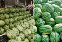 কমতে-কমতে-তরমুজের-কেজি-কত-হলো-জানেন-