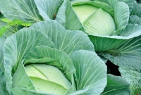 মাত্র ৫ টাকায় বিক্রি হচ্ছে বাঁধাকপি