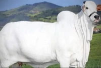 ৫২ কোটি টাকায় বিক্রি হলো একটি গরু!