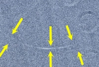 আরব আমিরাতে সকাল ১০টা ১৫ মিনিটে দেখা গেছে ঈদের চাঁদ