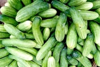 মাত্র ৩০ টাকায় এক মণ শসা!