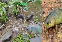 কই মাছ কেন পাড়ে উঠে আসে বৃষ্টি-বজ্রপাতের সময়? মজার কারণ জানুন