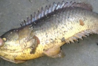 জীবন্ত কই মাছ গলায় আটকে কৃষকের মৃত্যু