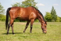 ঘোড়াকে বিষাক্ত সাপে কামড়ালেও কিছু হয় না কেন?