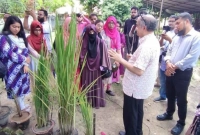  চমক সৃষ্টি নতুন ধানগাছ উদ্ভাবন করে, টানা পাঁচবার ফলন একবার লাগালেই