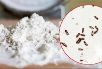 পোকায় ধরবে না, পিঁপড়াও আসবে না, জানুন উপায়