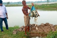তীব্র গরমে মরে যাচ্ছে মাছ, দিশেহারা মৎস্যচাষিরা