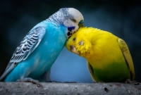 পাখিরাও আসক্ত হচ্ছে পরকী'য়ায়, ডিভোর্সের সংখ্যা বাড়ছে! 