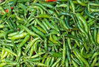 হঠাৎ-কেজিতে-দাম-কমলো-৩০০-টাকা