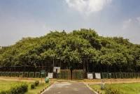 ৫ একর জায়গা জুড়ে বিশ্বের সবচেয়ে বড় বটগাছ, বয়স ২৫০ বছর