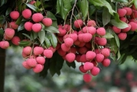 যে ৫ উপকারিতা লিচু খাওয়ার