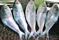 চন্দনা ইলিশকে বলা হয় গরীবের ইলিশ