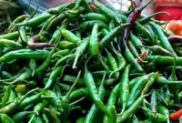 ২-হাজার-৯০০-টন-কাঁচামরিচ-আমদানির-অনুমতি