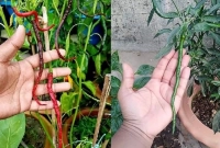 মরিচের নাম চাবাই কোপাই, লম্বায় ৮-১০ইঞ্চি