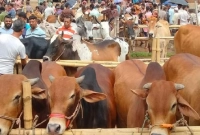 ২ ধরনের মানুষকে শরিক করলে কোরবানি হবে না
