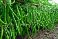 বাম্পার ফলন হবে কাঁচা মরিচের, জানুন চাষ পদ্ধতি