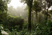 সুন্দরবনের পর দেশের সবচেয়ে বড় প্রাকৃতিক বনভূমি রেমা-কালেঙ্গা