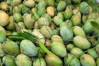 এবছর আমের দাম কেমন হবে? যা জানাল  চাষিরা