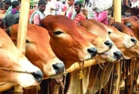 আসন্ন-কোরবানির-ঈদে-গবাদি-পশুর-দাম-কেমন-থাকবে--যে-আশঙ্কা