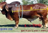 দুর্দান্ত সূত্র গরুর ওজন মাপার, কোন মেশিন আর লাগবে না