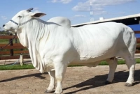  ৪৭ কোটিরও বেশি দামে বিক্রি হলো এই গরুটি!