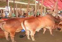 সহজ উপায় সুস্থ এবং অসুস্থ গরু চেনার