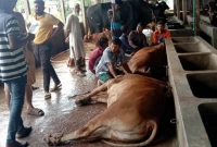 যা খেয়ে একে একে ২৭ গরুর মৃত্যু