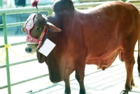 যে চারটি ত্রুটি থাকলে সে পশু দিয়ে কোরবানি করা জায়েজ হবে না