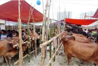  যাদের ওপর কোরবানি ওয়াজিব