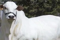 গরুকে ‘রাষ্ট্রমাতা’ ঘোষণার দাবি জানিয়ে ভারত সরকারকে আল্টিমেটাম