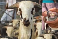 নকল দাঁত লাগিয়ে কোরবানির ছাগল বিক্রি, বিক্রেতা আটক