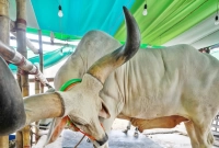 ৩ ফুট লম্বা গরুর শিং, যত টাকায় বিক্রি হলো