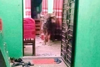 পালিয়ে আসা মহিষের তাণ্ডবে প্রাণ গেল বৃদ্ধের, অতপর...