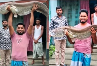 ধরা পড়লো ১৮ কেজি ওজনের বোয়াল, যত টাকায় বিক্রি
