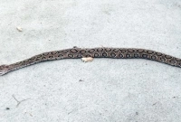 ভয়ংকর রাসেলস ভাইপার ঢুকছে লোকালয়ে, এলাকাজুড়ে আতংক